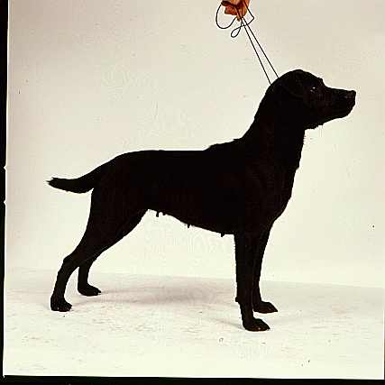 patterdale terrier