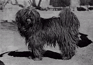 Tibetan Terrier