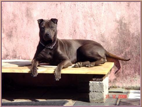 Traditional Shar-pei