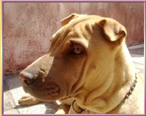 testa shar-pei