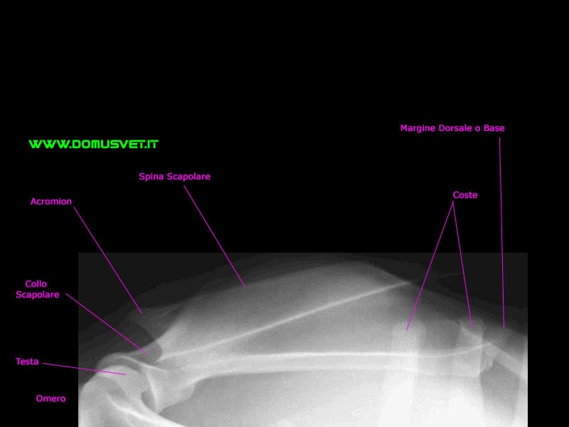 Scapola DV