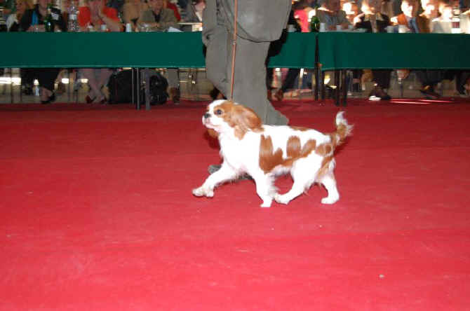 cavalier