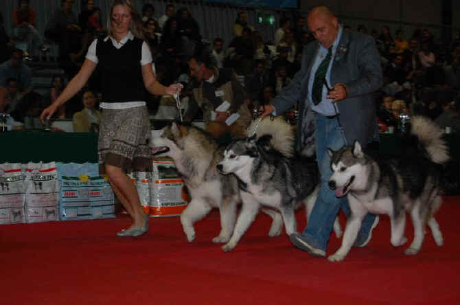 alaskan malamute