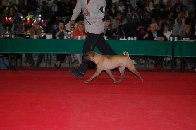 shar-pei