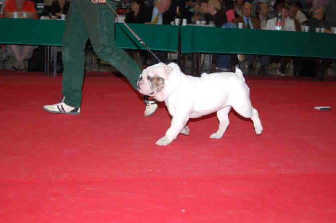 bulldog