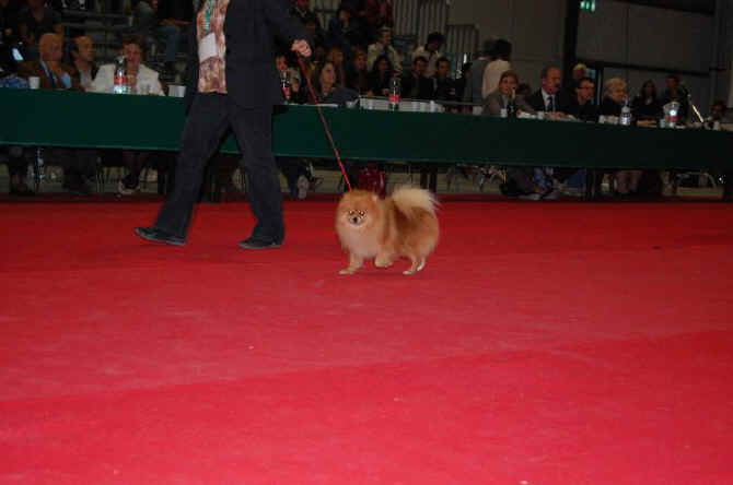 pomeranian