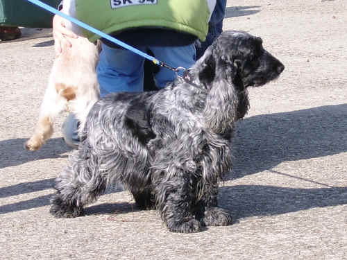 convivenza tra uomo e cane