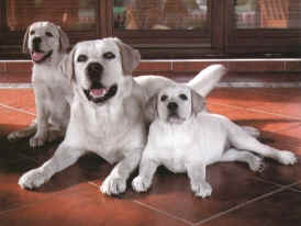 animali da compagnia