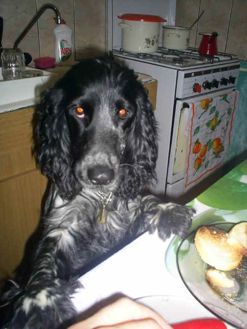 il cane a pranzo