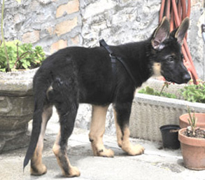 cucciolo pastore tedesco