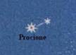 procione