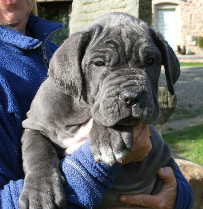 Cucciolo Mastino