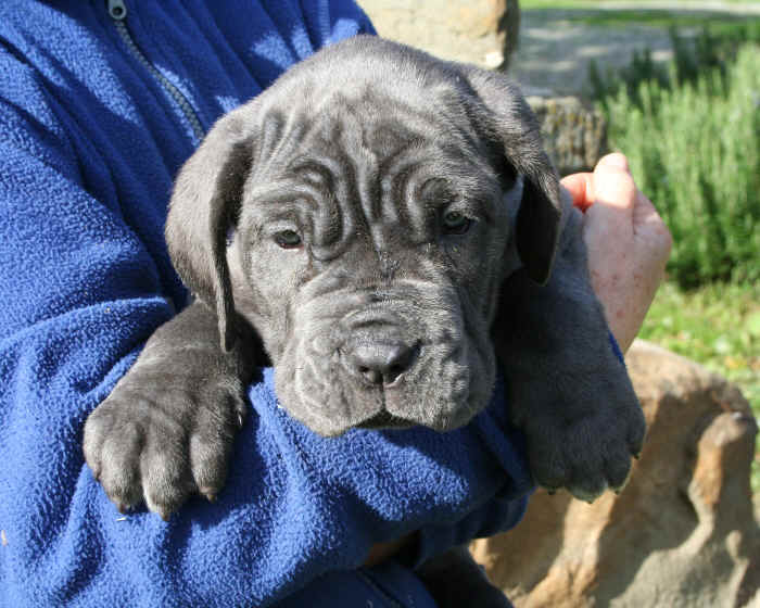 Cucciolo Mastino