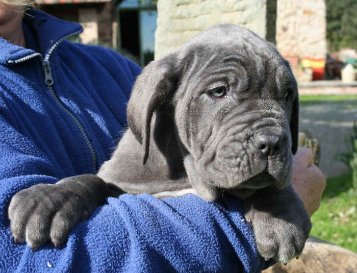 Cucciolo Mastino