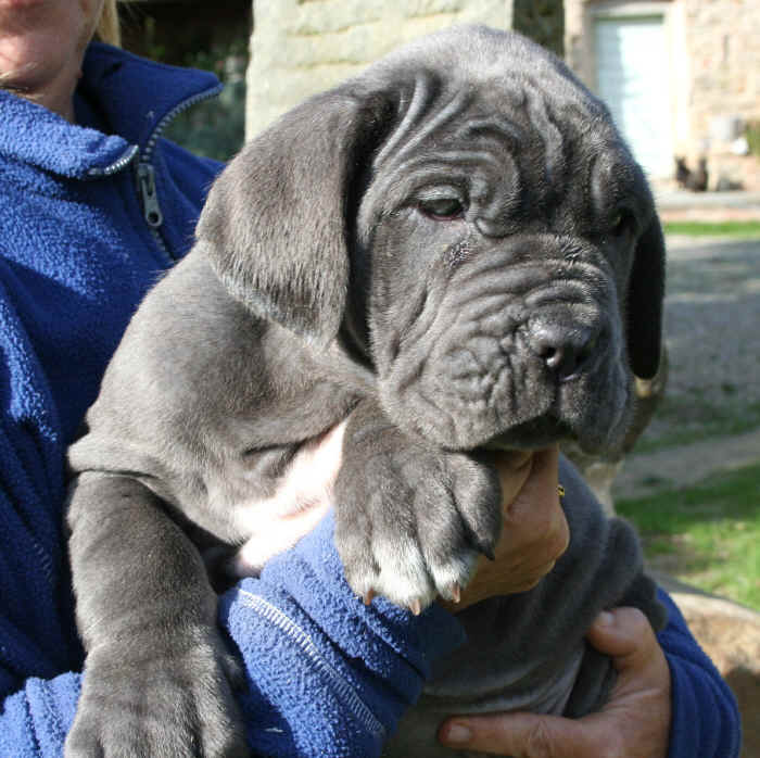 Cucciolo Mastino napoletano