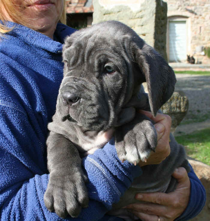 Cucciolo Mastino