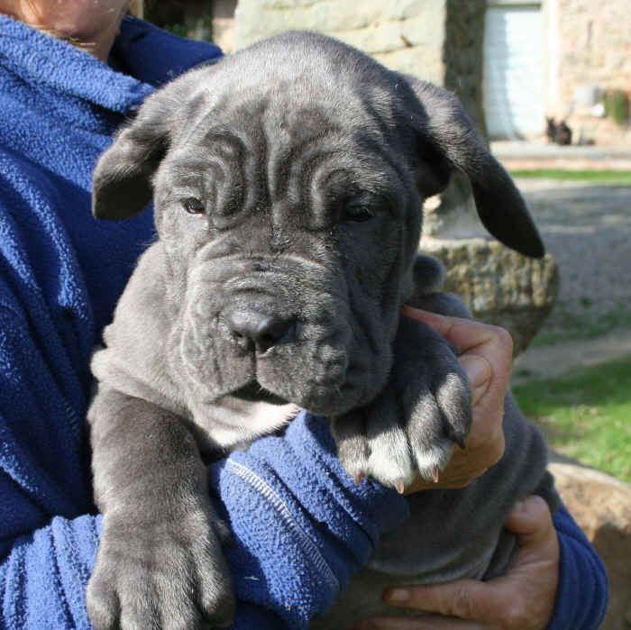 Cucciolo Mastino