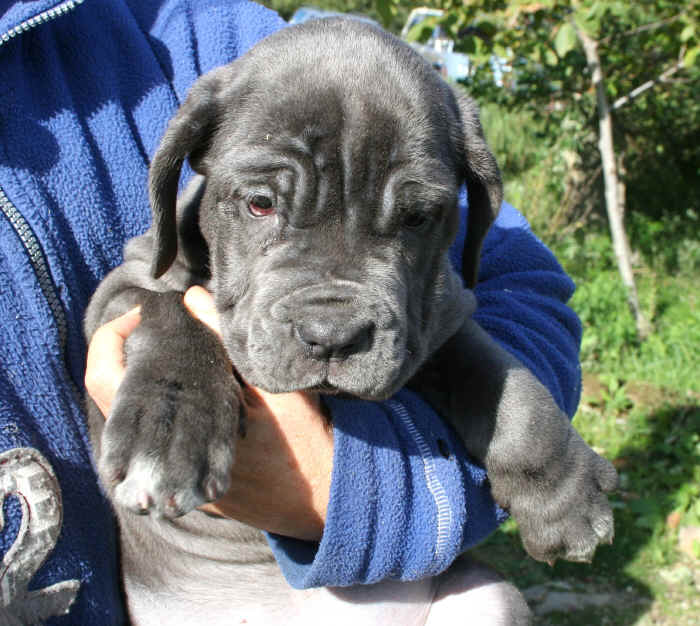 Cucciolo Mastino