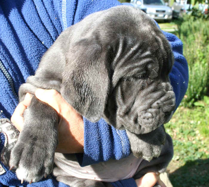 Cucciolo Mastino