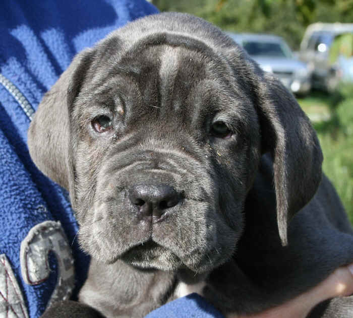 Cucciola Mastino