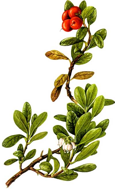 uva ursina