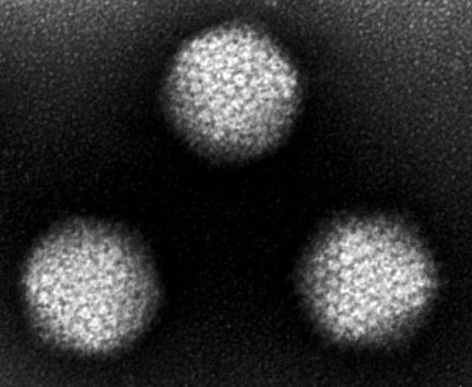 adenovirus