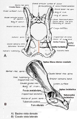 anatomia bacino