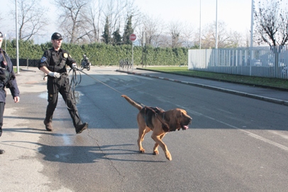 cane dalla svizzera