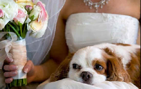 wedding dog