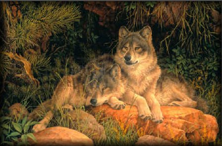 lupi in natura