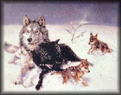 famiglia di lupi