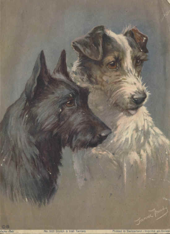 terriers