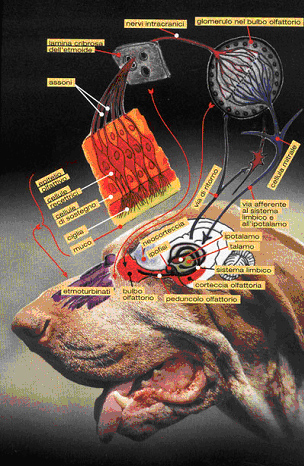 anatomia endocrina cervello del cane