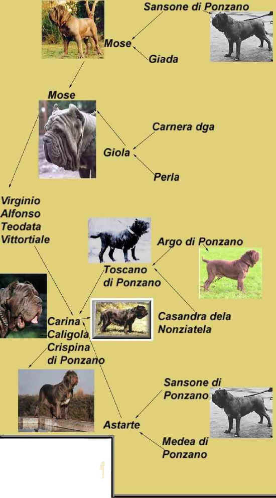 schema genealogico