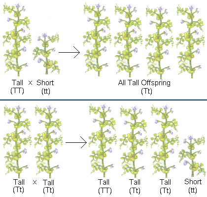 Teoria di Mendel