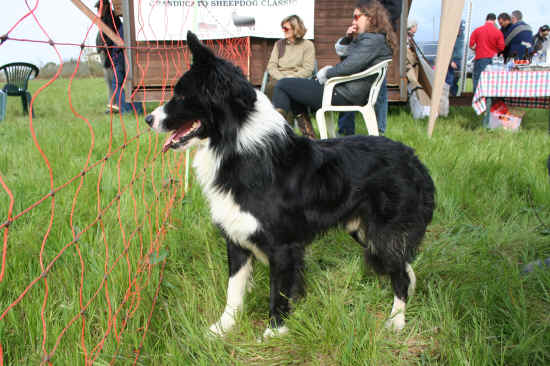 border collie