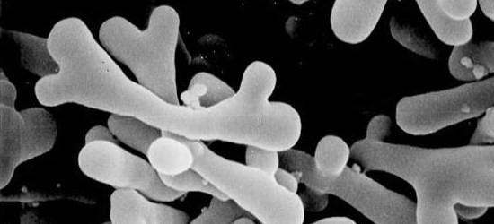 Microbiologia