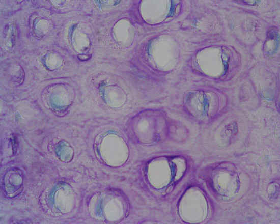 Cartilagine elastica - padiglione auricolare - 40x