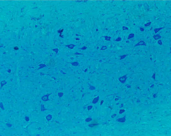 Neuroni - midollo spinale - 10x