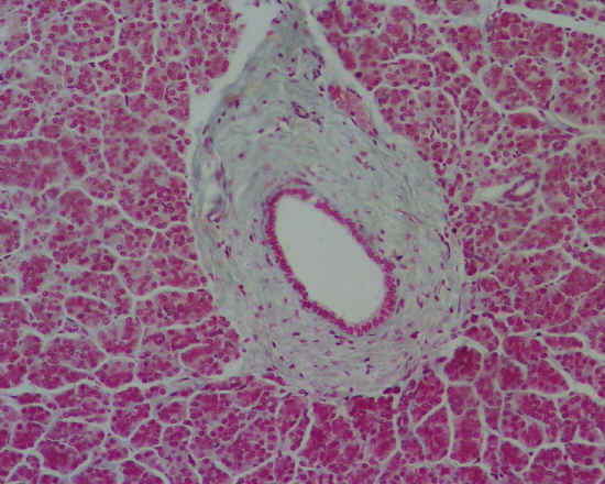 Epitelio cubico semplice - pancreas - 10x