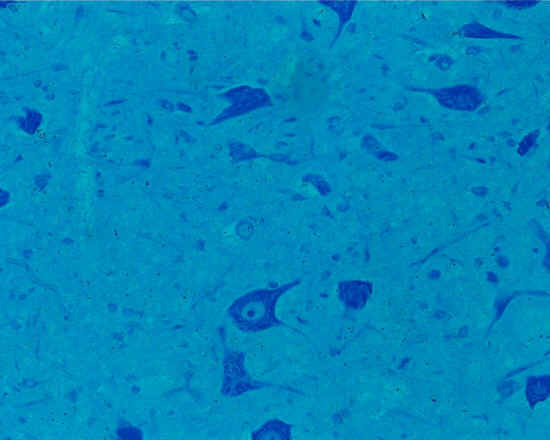 Neuroni - midollo spinale - 20x