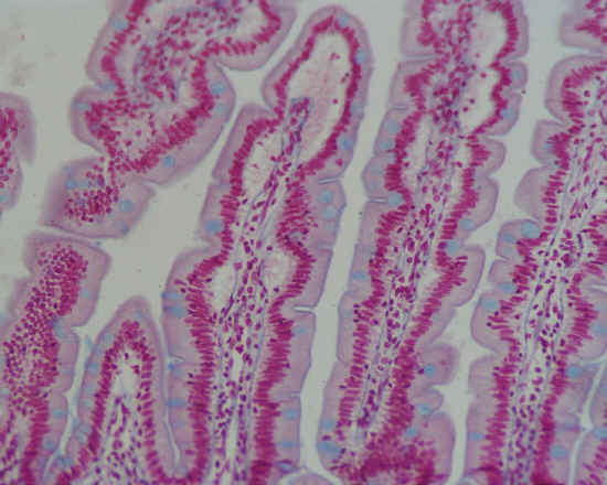 Epitelio cilindrico semplice - intestino - 10x