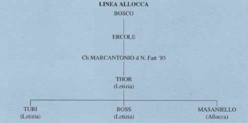 linea allocca