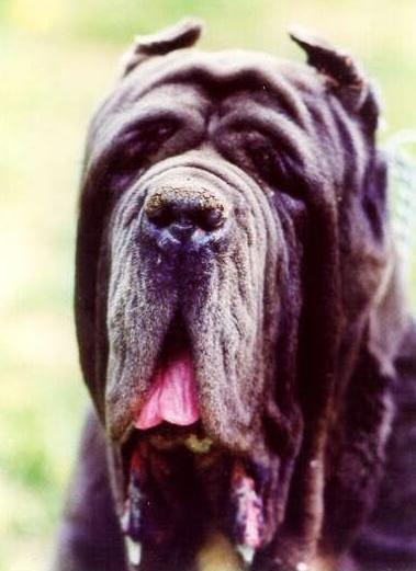 linee genetiche del Mastino Napoletano