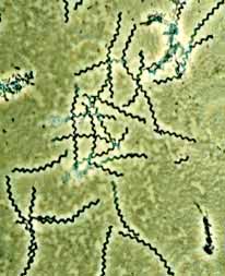 leptospiracee