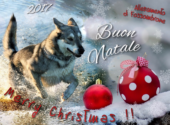 Buon Natale