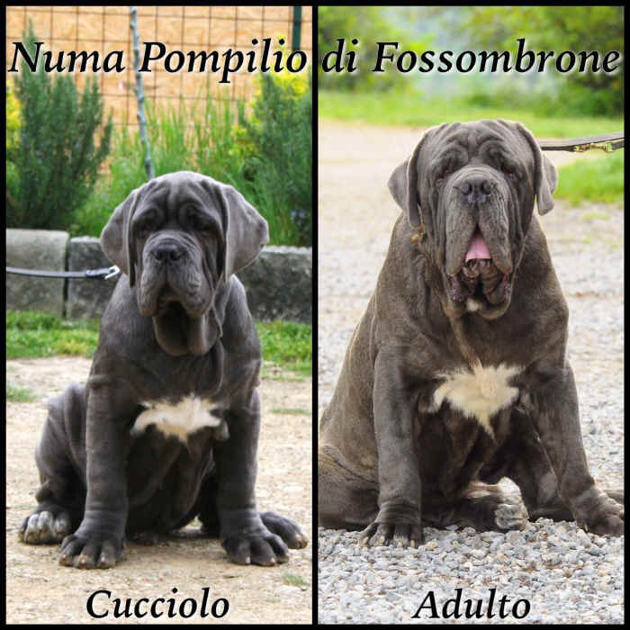 Numa Pompilio di Fossombrone