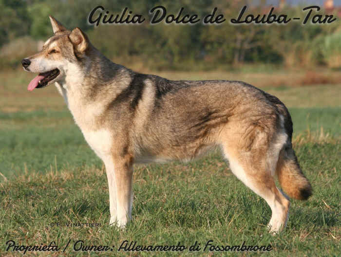 Giulia Dolce de Louba-Tar