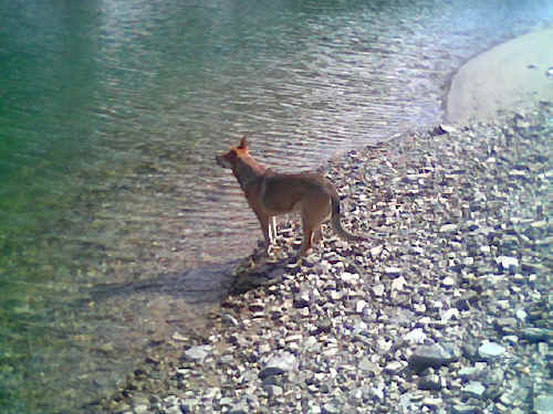 spiagge per cani