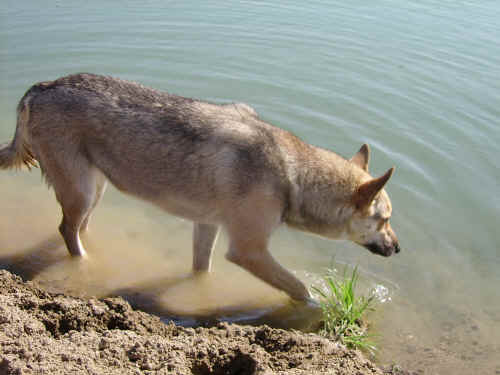 cani al mare